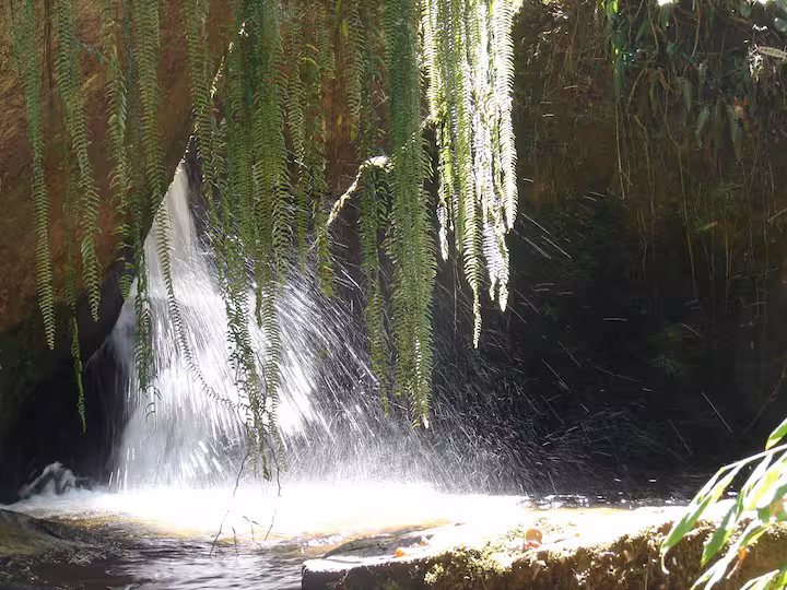 cachoeira samambaia 1